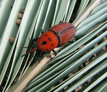 Uruguay aprobó insecticida con 100% de eficacia contra el picudo rojo en pruebas de campo