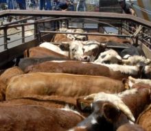 INIA abre encuesta sobre manejo previo a la faena de ganado vacuno