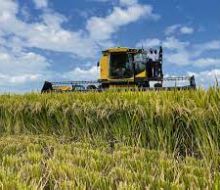 Avanza la cosecha de arroz en Uruguay incrementando los rendimientos y presentando muy buena calidad