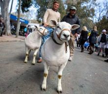 Más de 3.000 animales estarán en la Expo Rural Prado 2026