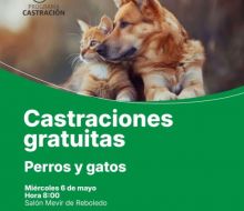Castraciones de canes y felinos en Reboledo