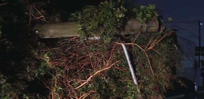Los fuertes vientos provocaron caída de ramas en distintos puntos de Florida