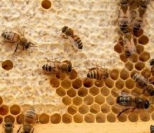 Un hombre de 71 años murió en zona rural de Soriano tras ser atacado por un enjambre de abejas