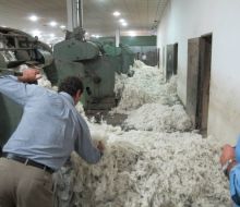 Se fortalece el mercado internacional de la lana