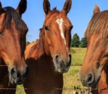 El MGAP no presentó trámite en plazo y Uruguay no puede exportar caballos a Europa