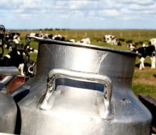 El mercado de productos lácteos ajustó a la baja