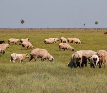 Sector agropecuario alcanzó en 2025 el mayor nivel de inversión promovida en la historia