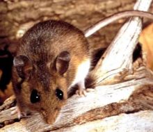 Un hombre murió de hantavirus en Colonia: cuáles son los síntomas y cómo se contrae
