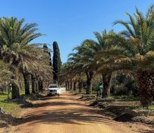 IDF y MGAP realizaron tratamiento sanitario contra el picudo rojo a palmeras en Cerro Colorado