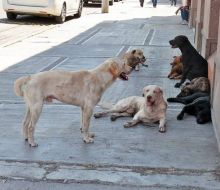 Ingresó a Diputados proyecto sobre licencia remunerada por fallecimiento de mascotas.