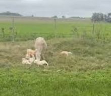 Una oveja parió quintillizos en Paysandú y causó sorpresa entre los productores