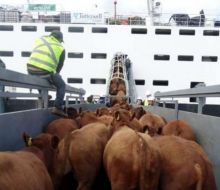 ANP y Ministerio de Ambiente trabajan en un proyecto para reducir olores que produce el ganado en el puerto