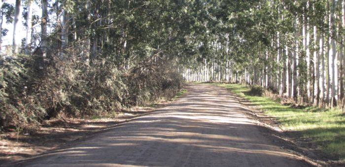 Intendencia de Florida suspendió la circulación de tránsito pesado en la caminería rural hasta el lunes