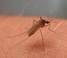 Cerca: registran primera muerte por fiebre del Nilo Occidental en el sur de Brasil