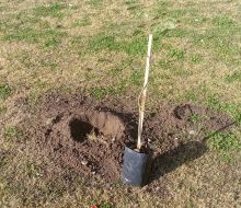 Nueva jornada de plantación de árboles en Florida