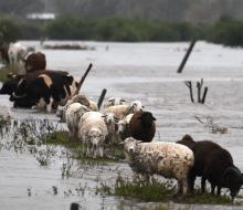 MGAP anunció apoyos por más de $175.000.000 para productores afectados por el temporal