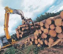 Primer semestre marcó estabilidad en precios para productos derivados del sector forestal