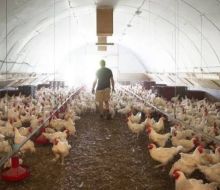Ola de calor arrasa la avicultura francesa causando la muerte a millones de ejemplares
