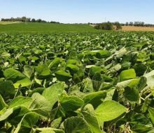 Exportaciones de soja cayeron en junio un 53% interanual