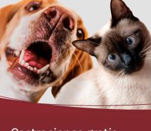 Este miércoles jornada de castración gratuita en Casupá