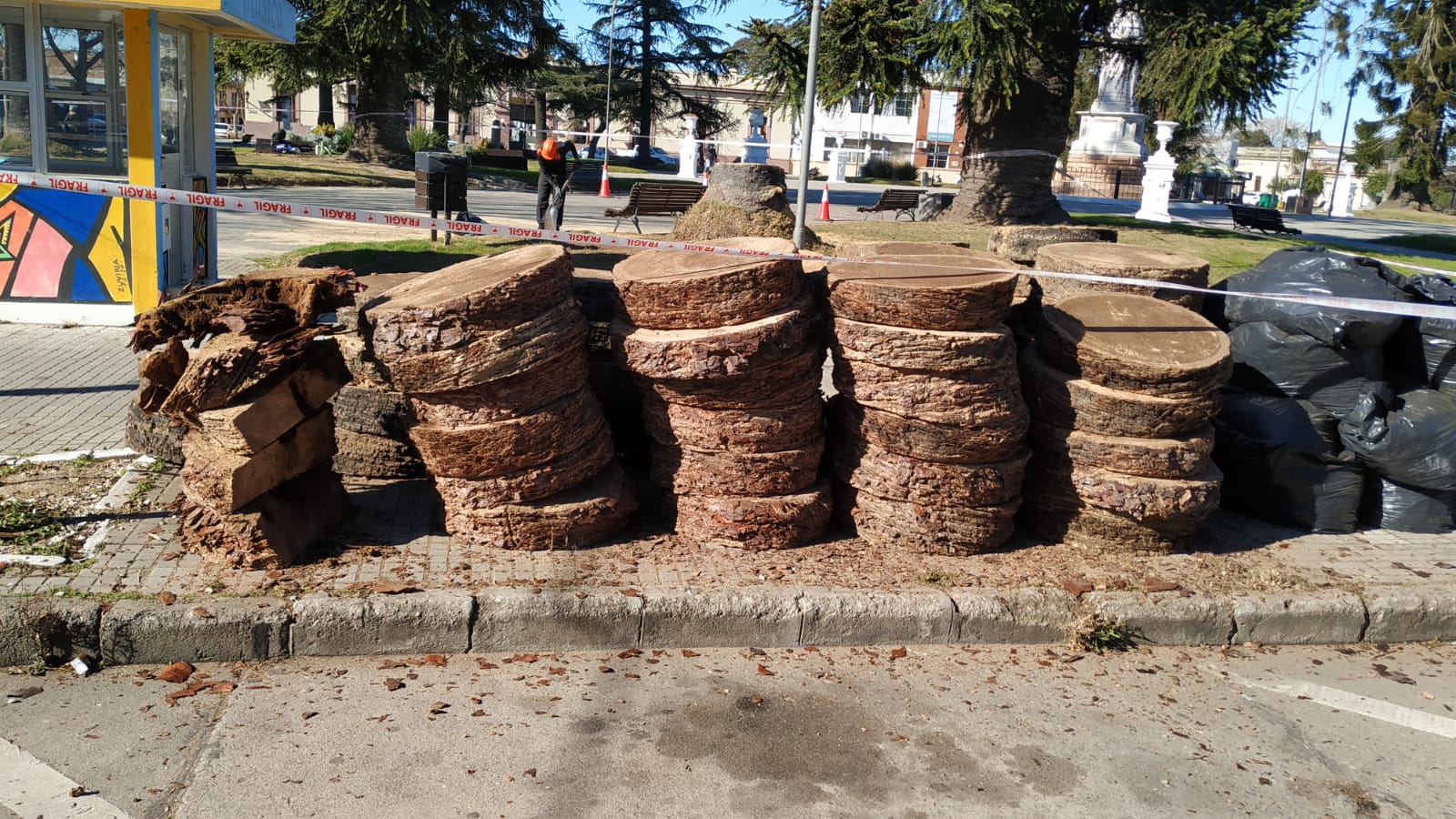 Cortan_palmeras_afectadas_por_el_picudo_rojo_en_el_entorno_de_Plaza_Asamblea_2.jpeg