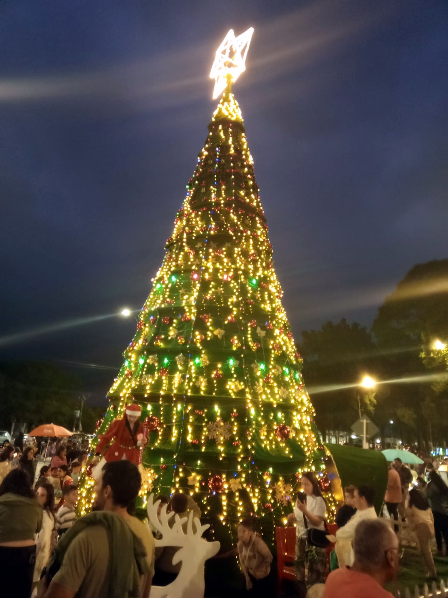 Florida_encendió_su_árbol_de_Navidad.jpeg