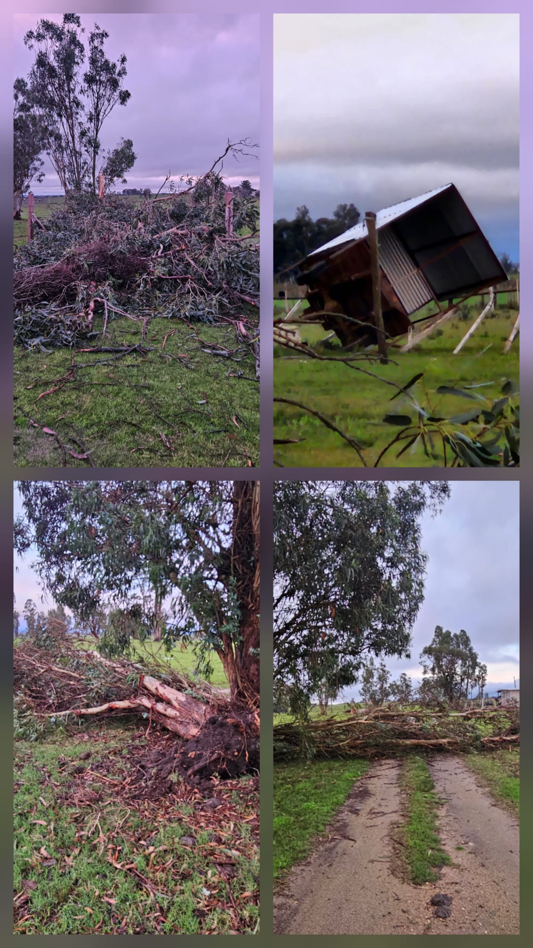 Fuertes_vientos_provocaron_caída_de_árboles_y_la_voladura_de_una_zorra_en_Rincón_Floridense.jpeg