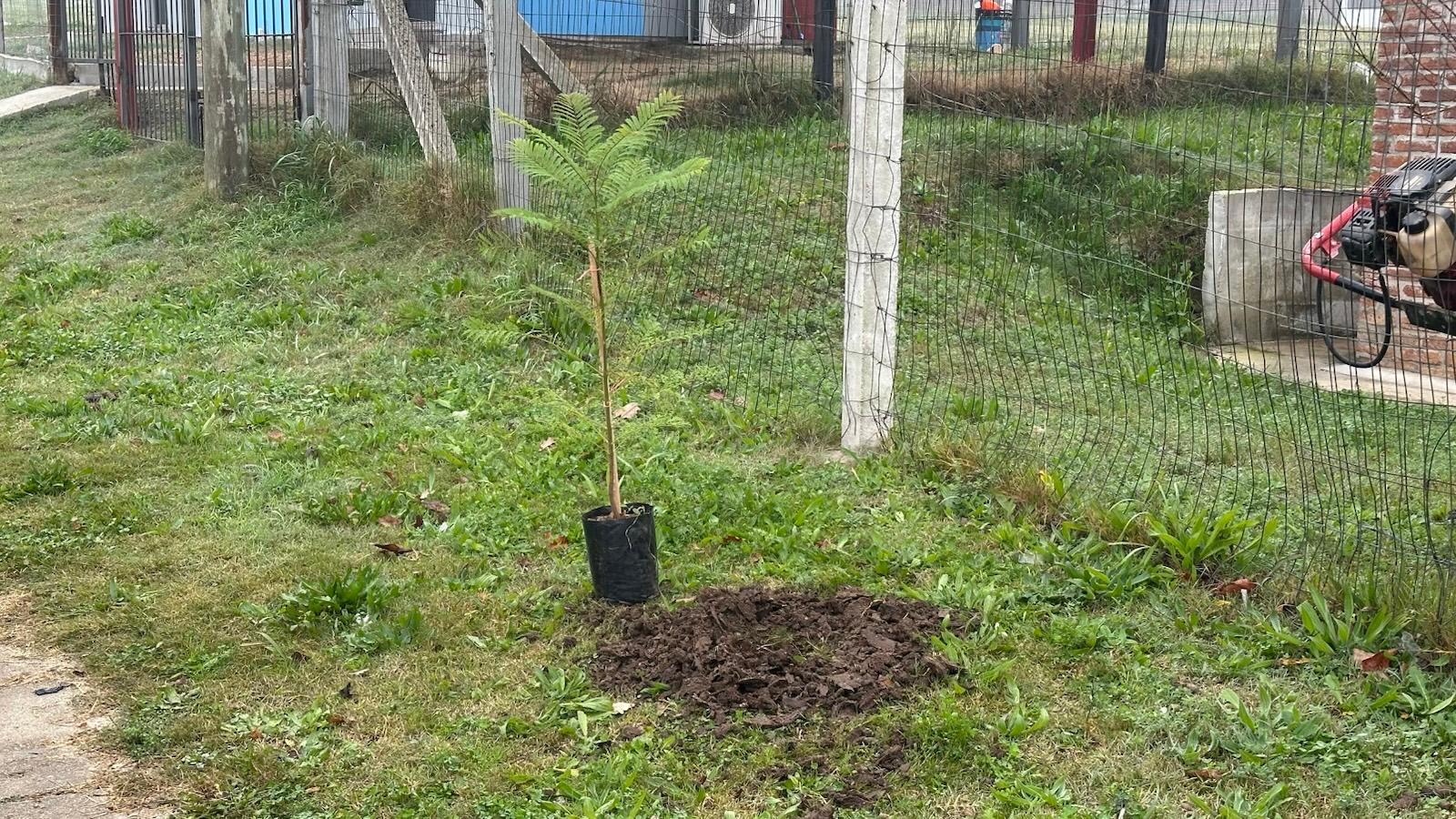 Jornada_de_plantación_de_árboles_2.jpeg