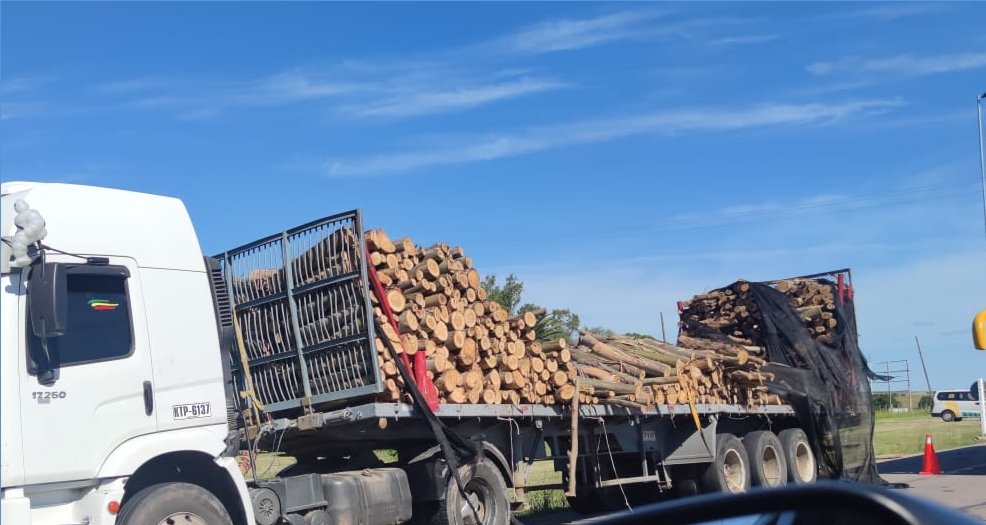 Camión de transporte forestal perdió la carga en ruta 5 1