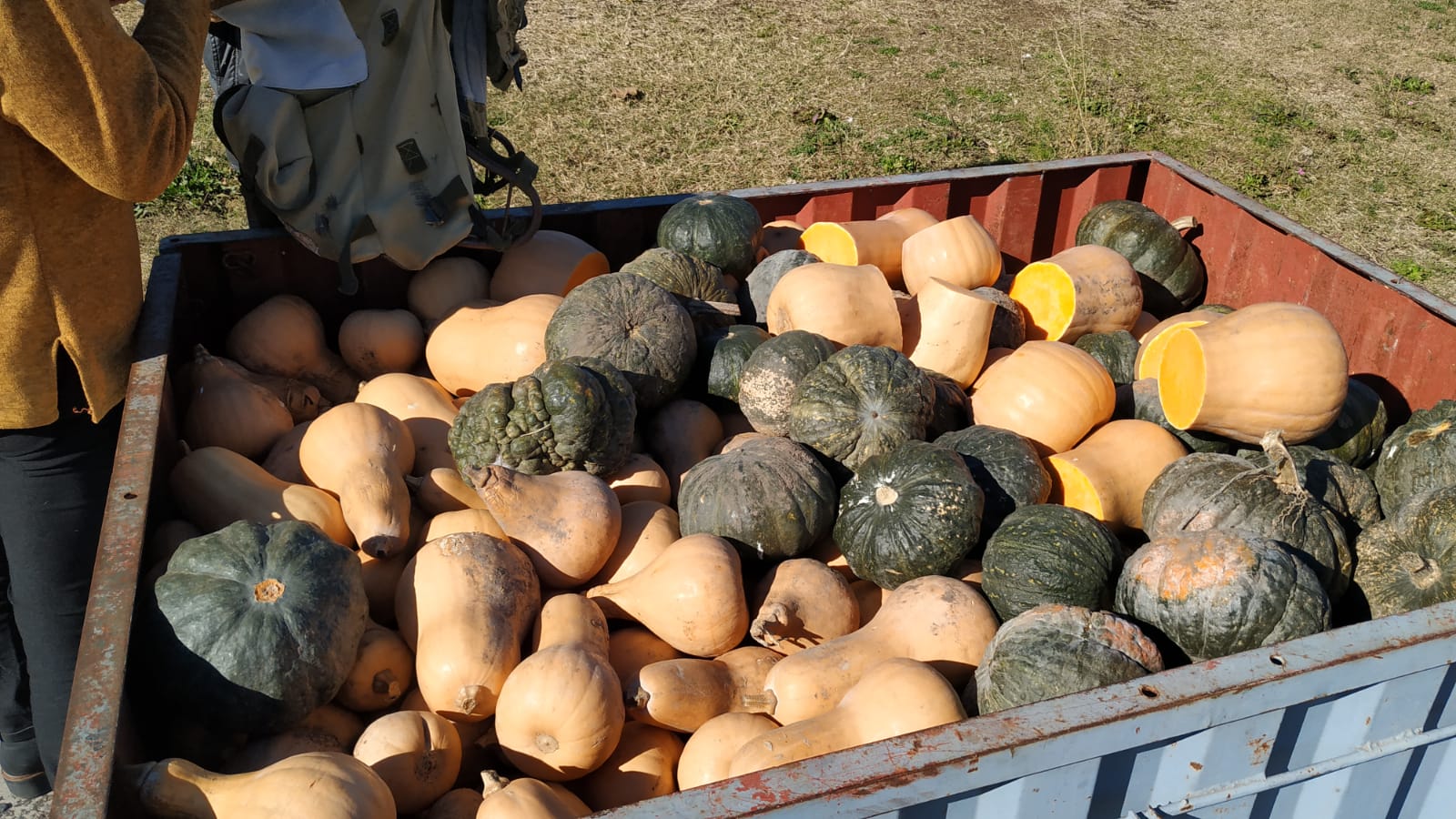 Comerciante de Florida regaló zapallos 4