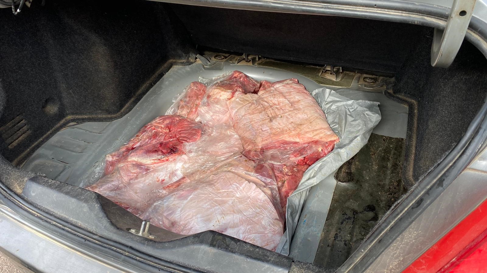 Efectivos de Casupá interceptaron un auto que transportaba carne de Carpincho con destino Montevideo. 3