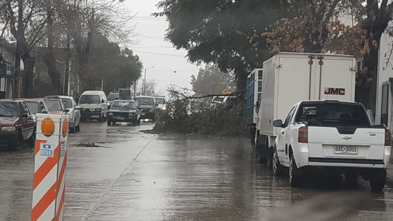 Fuertes vientos generan caída de ramas
