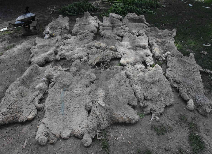 Hombre formalizado a 120 días de arresto domiciliario nocturno por venta clandestina de carne 2