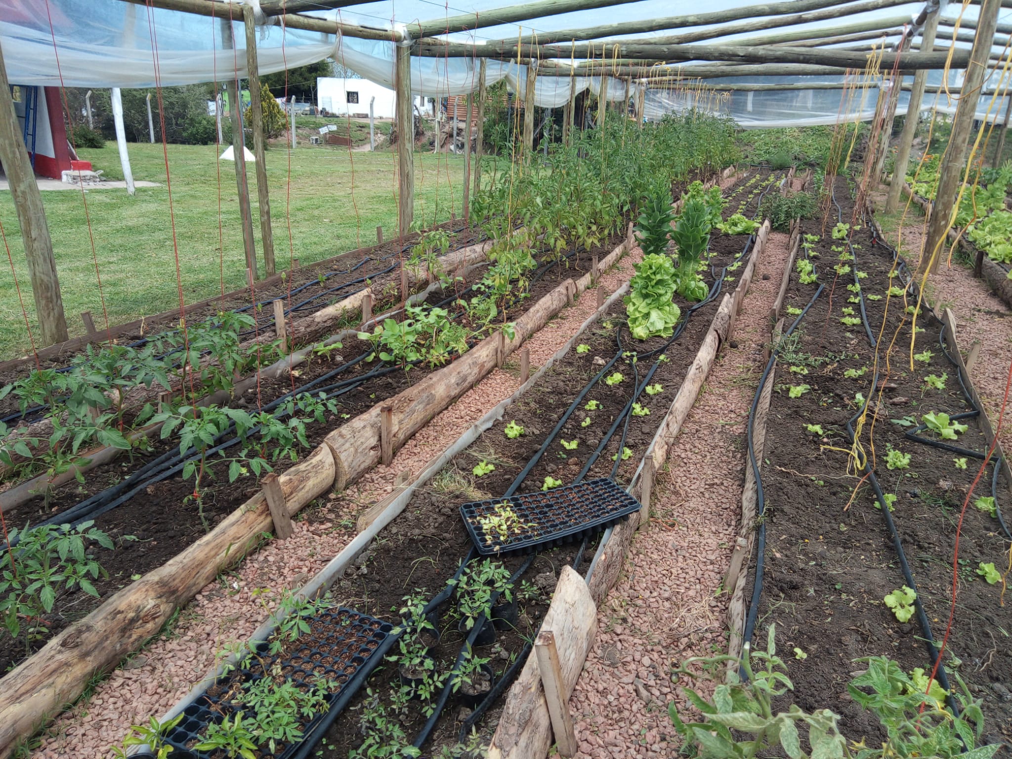 Intendente y Director de IMPO visitaron programa de huerta orgánica del proyecto Culti Vamos 4