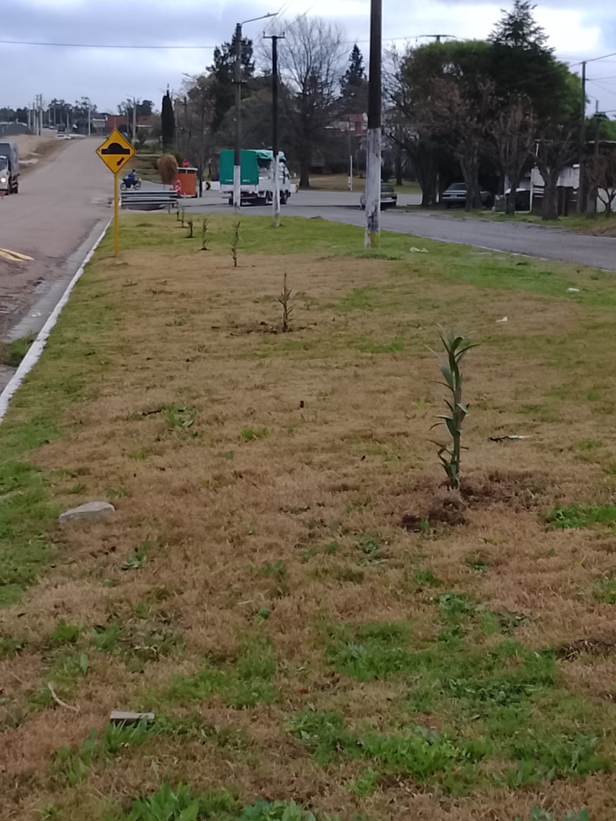 Plantación de nuevas especies ornamentales en el Prado