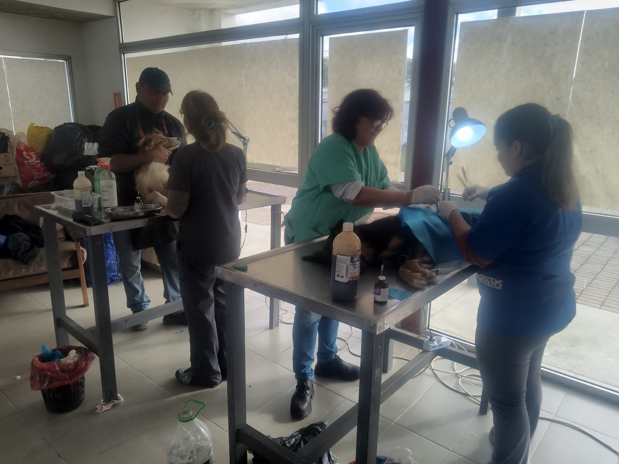 Sanidad animal Continúan las jornadas de castración de perros 2