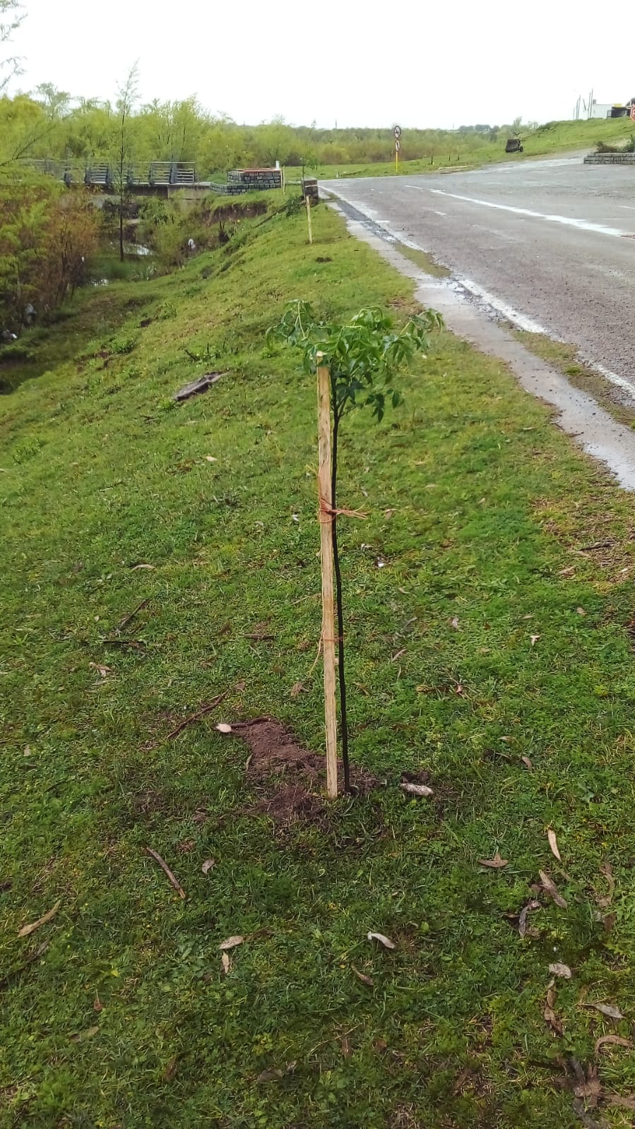 Se llevan plantados 500 árboles en los distintos barrios