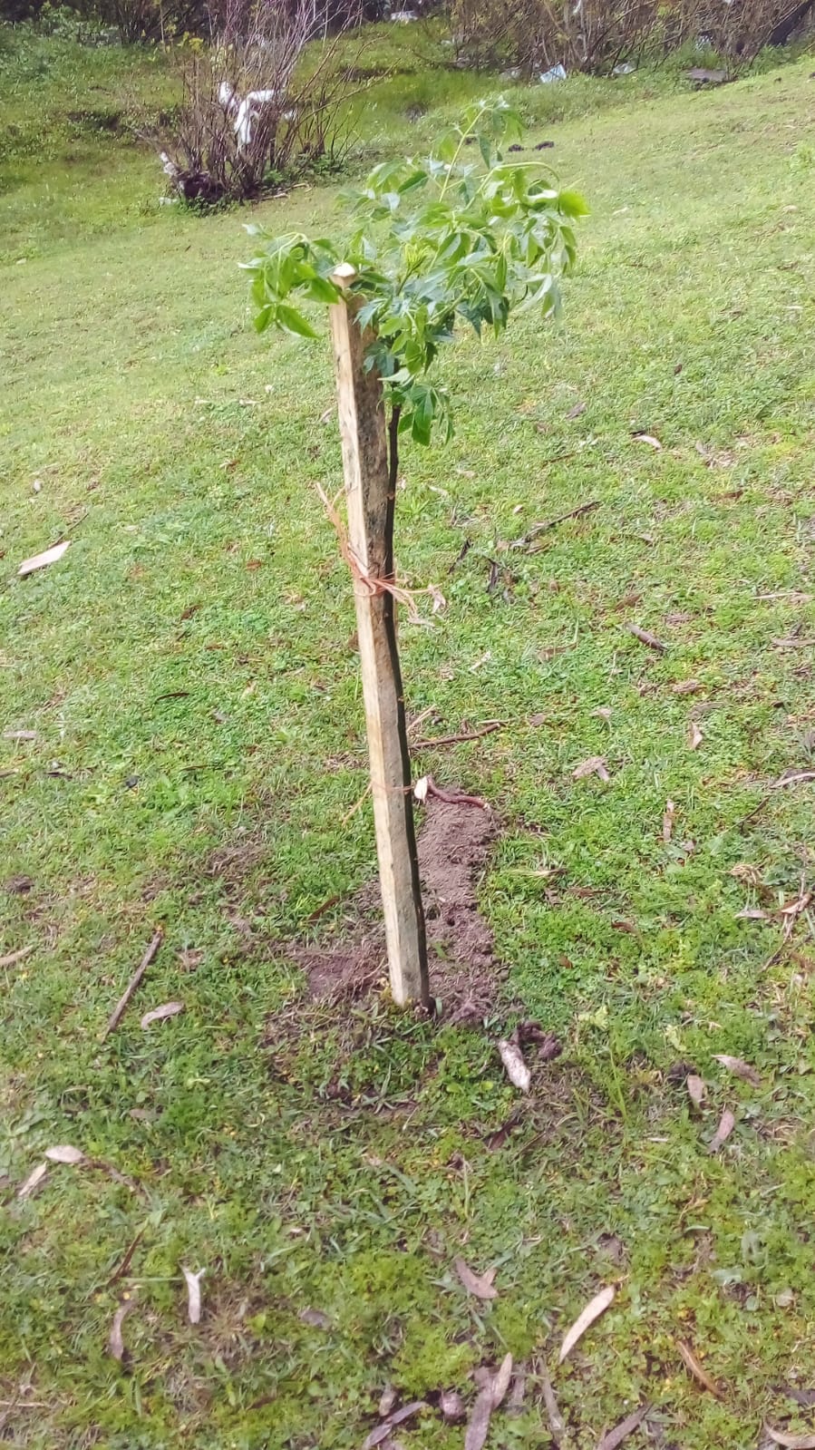 Se llevan plantados 500 árboles en los distintos barrios 2
