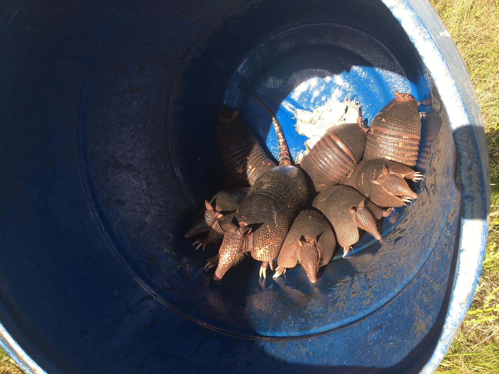 Trabajo policial ante hecho de caza prohibida