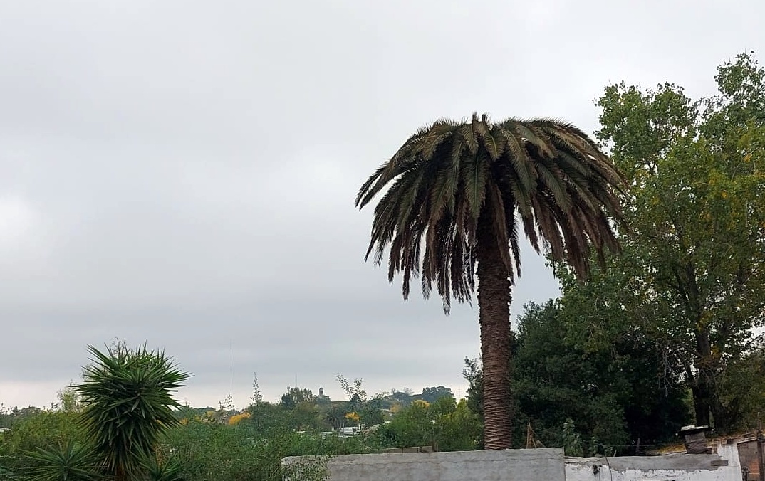 palmera picudo rojo