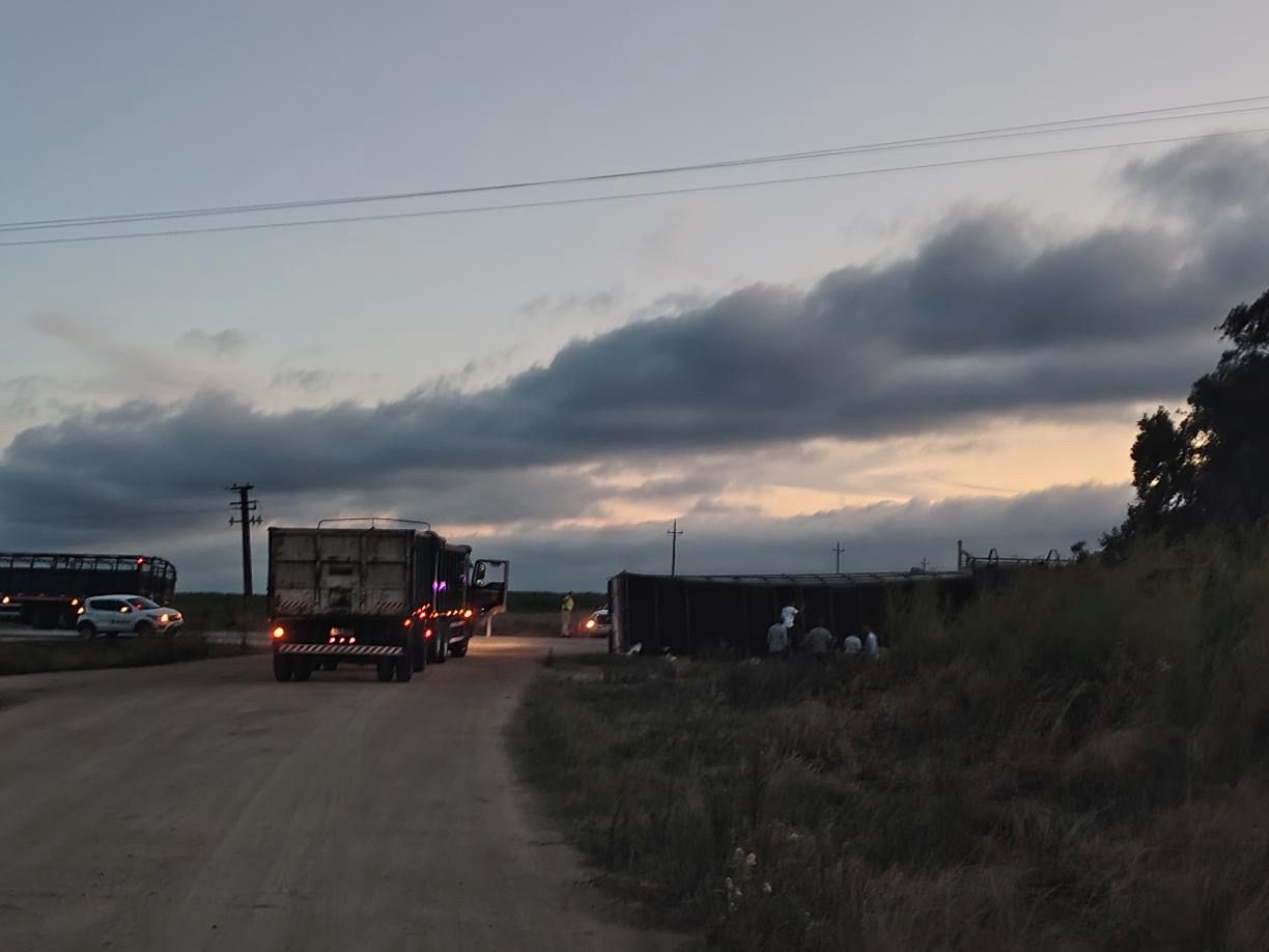 Volcó_zorra_con_ganado_en_ruta_12.jpeg