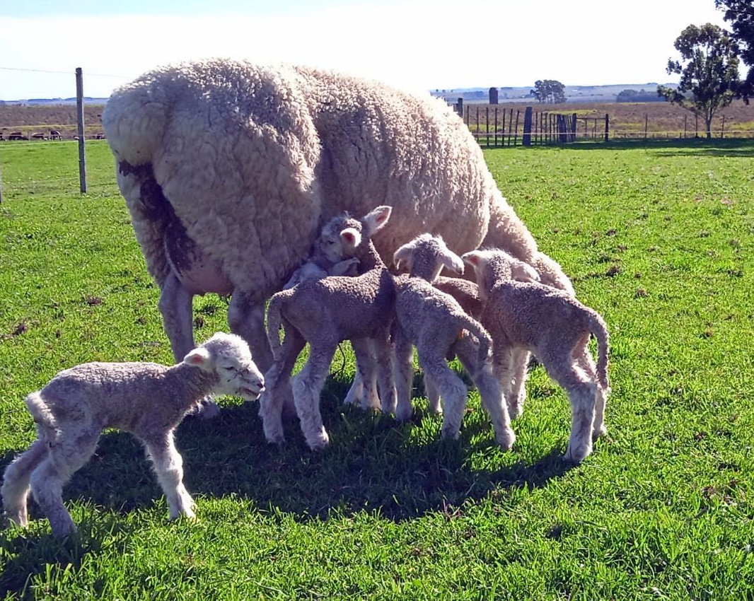 Inédito Se registró un nacimiento múltiple de 5 corderos en establecimiento de Parada Urioste