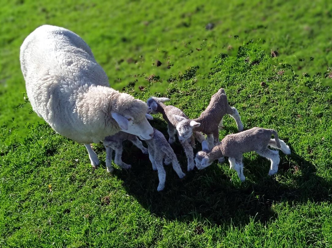 Inédito Se registró un nacimiento múltiple de 5 corderos en establecimiento de Parada Urioste 2